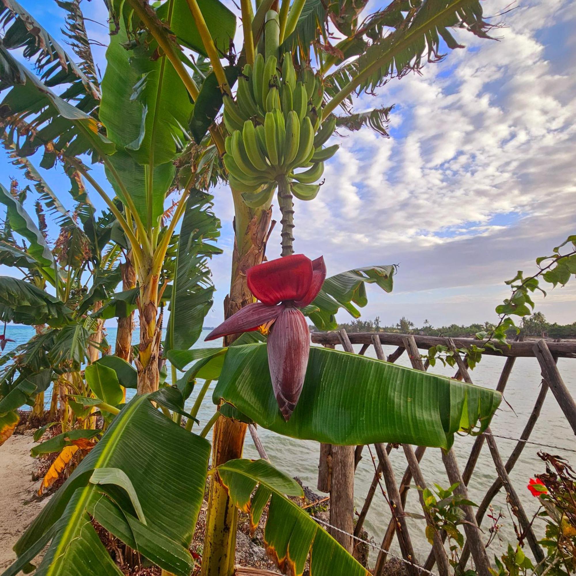 Maharaja Boutique Hotel Zanzibar Uroa Εξωτερικό φωτογραφία